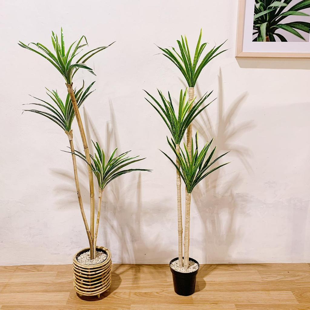 PROMO HOME DECOR RAYUNG KERING / RAYUNG PANJANG / RAYUNG NATURAL / RAYUNG RUSTIC / DEKORASI RAYUNG