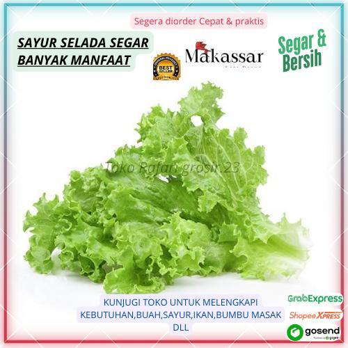 Selada Segar–Daun Hijau Fresh Makassar, Renyah & Bersih  Sayur Selada Fresh–Baru Panen, Tidak Layu  