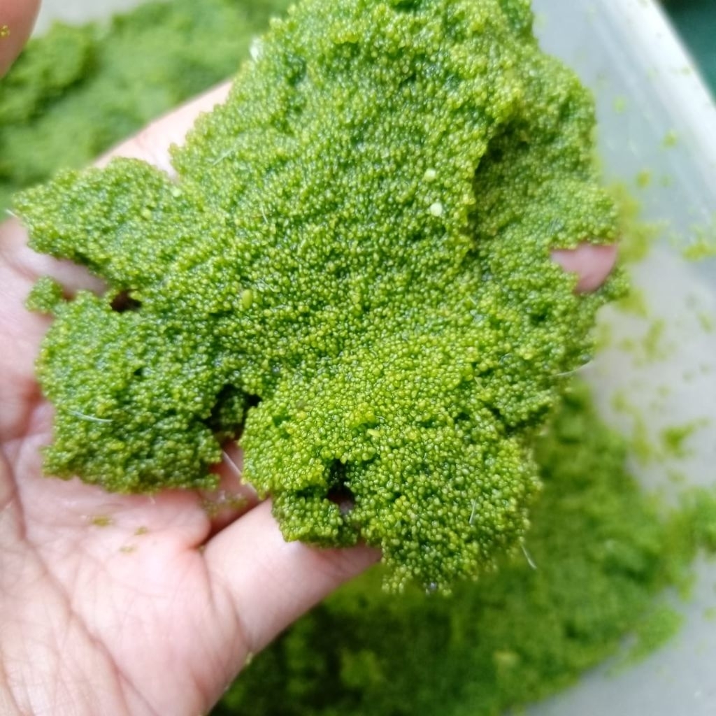 Bibit Wolfia(pakan alternatif ikan dan unggas)