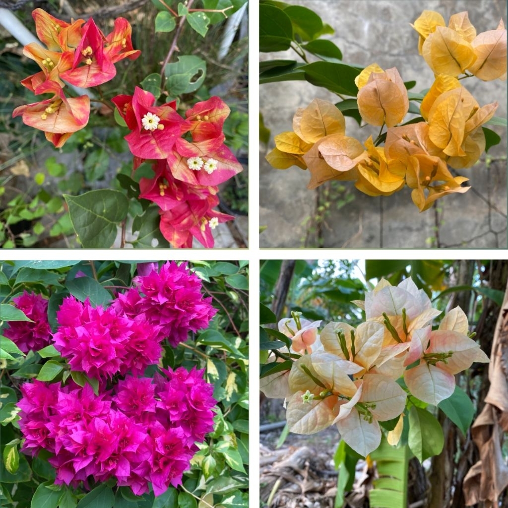 (5 btg) Batang Stek Bunga Bougenville Import, Stek Tanaman Bougenville