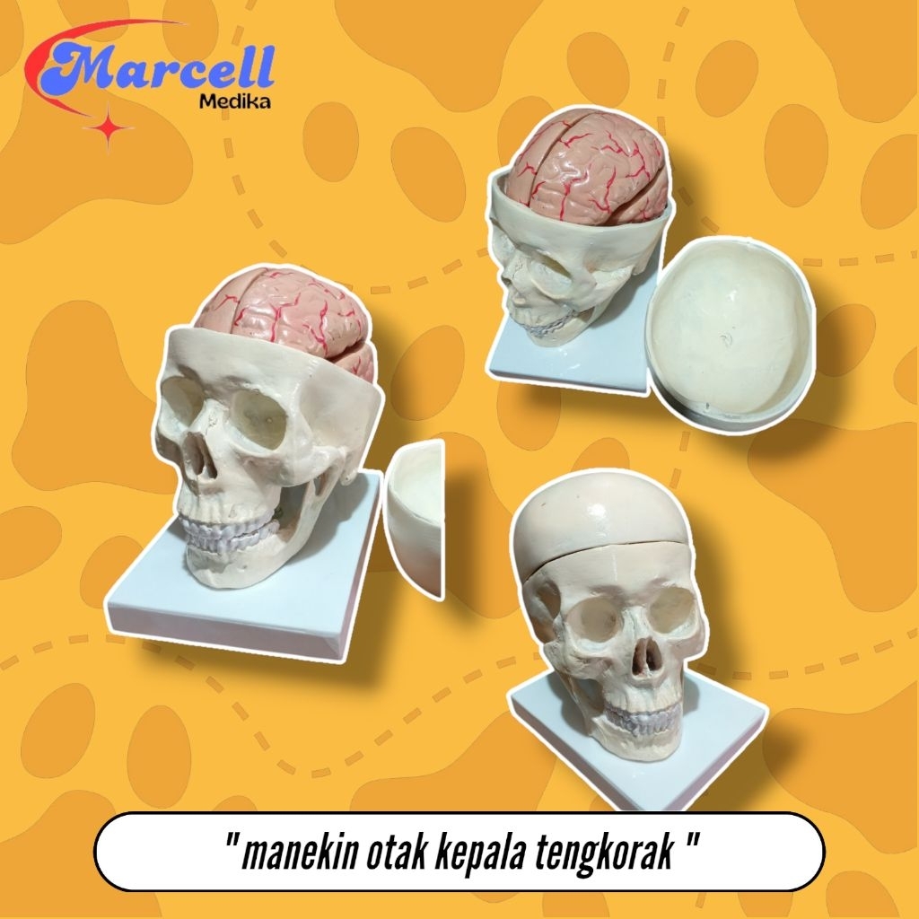 PHANTOM MANEKIN KEPALA TENGKORAK / MANIKIN TENGKORAK