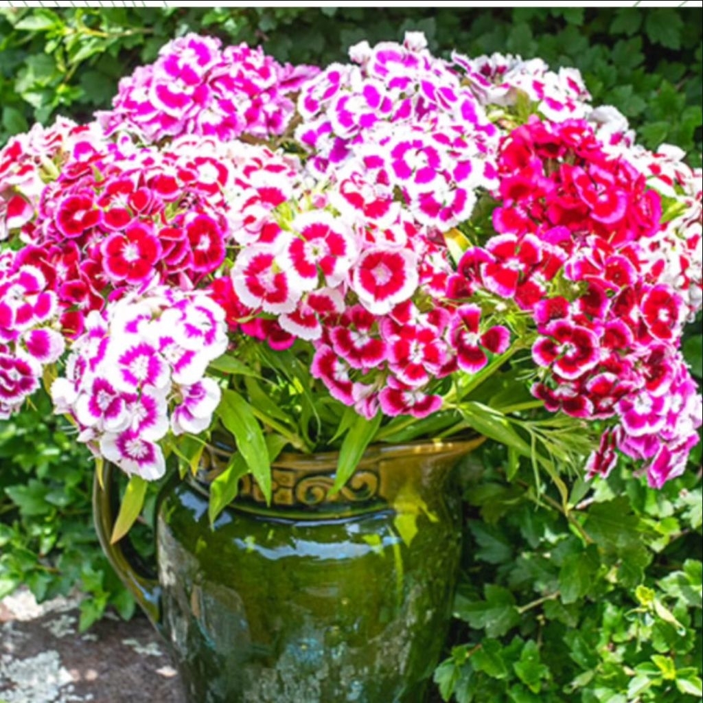 12 Biji Benih Bunga Dianthus Import Tanaman bunga Hias
