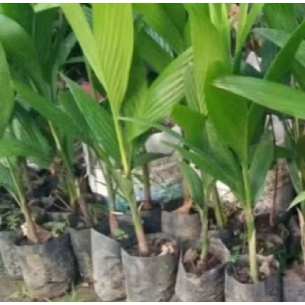 paket 10 bibit pohon pinang/jambe betara siap tanam