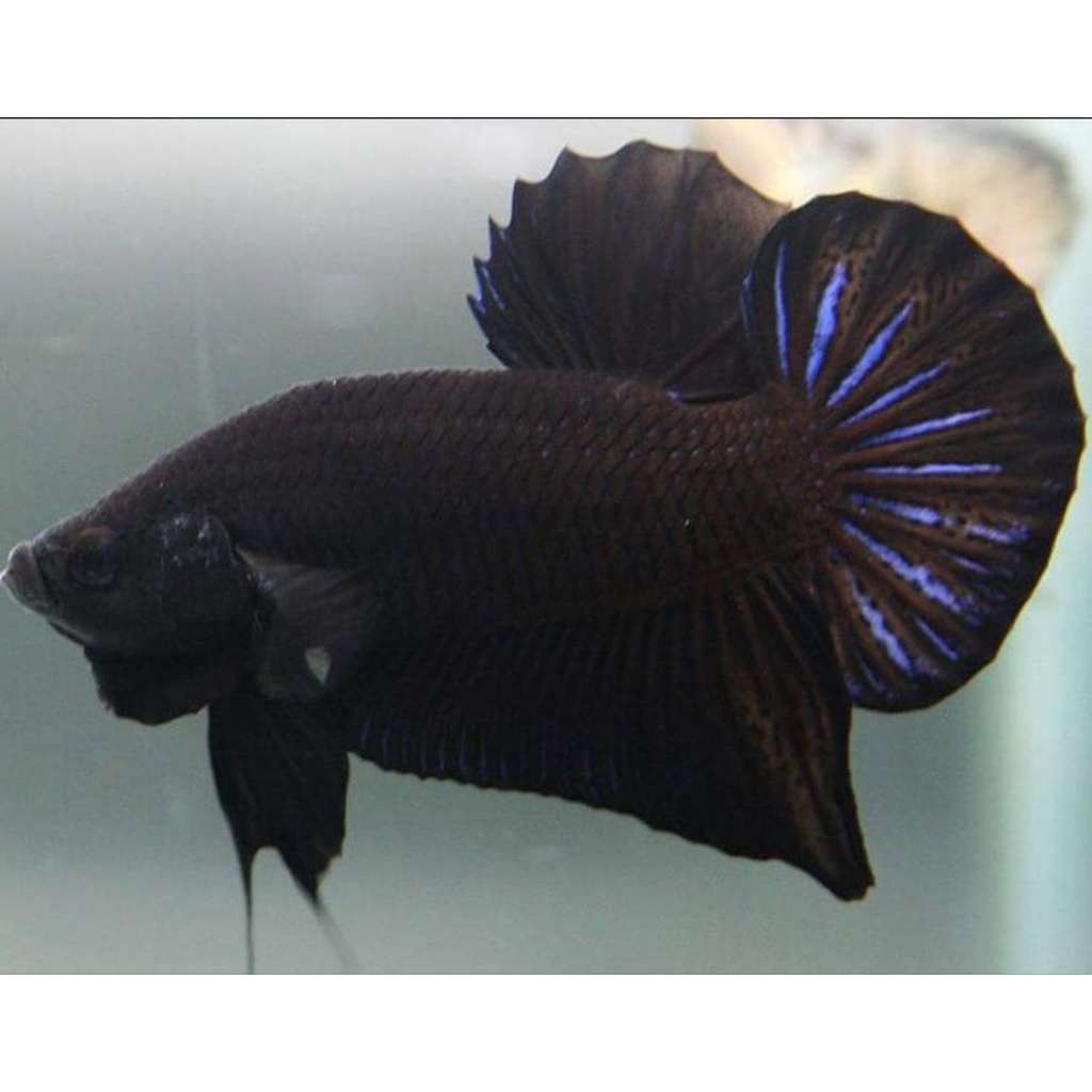 BAGAN SUPER BLACKING ADUAN GROSIR