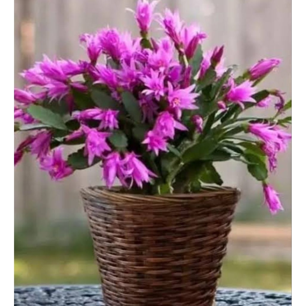 Tanaman Hias Wijaya Kusuma kepiting Bunga Biru / Bibit Wijaya Kusuma Bunga biru