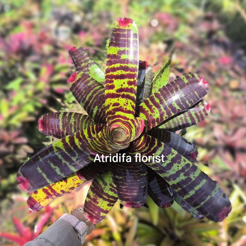 Bromelia Tiger - tanaman hias bromelia belang hijau coklat