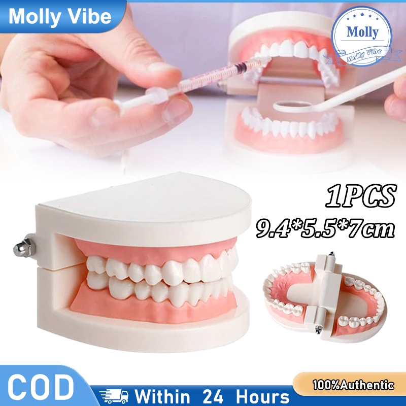 Model Studi Gigi Dewasa Typodont Phantom Rahang Gusi Karet Alat Peraga Edukasi Dokter Gigi