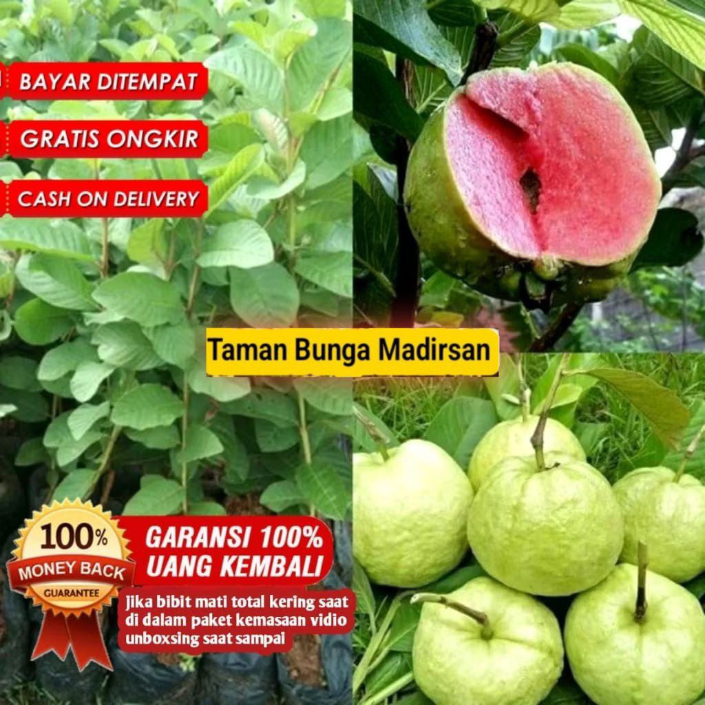 Bibit Jambu Kristal Merah Non Biji Cangkok