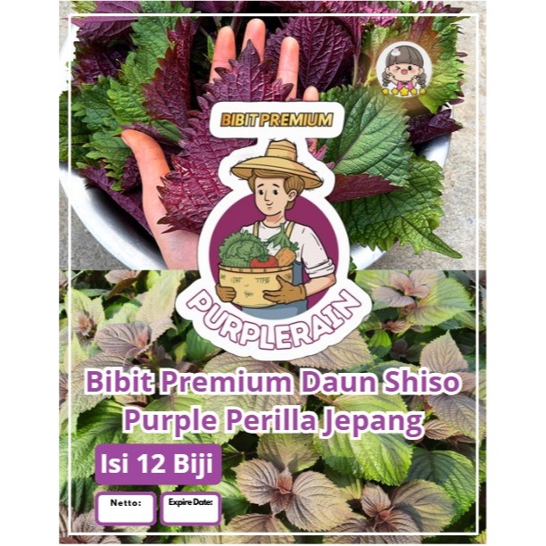 Bibit Premium Daun Shiso Purple Perilla Jepang | Biji Benih Shiso Perilla Ungu | Shiso Purple Perill