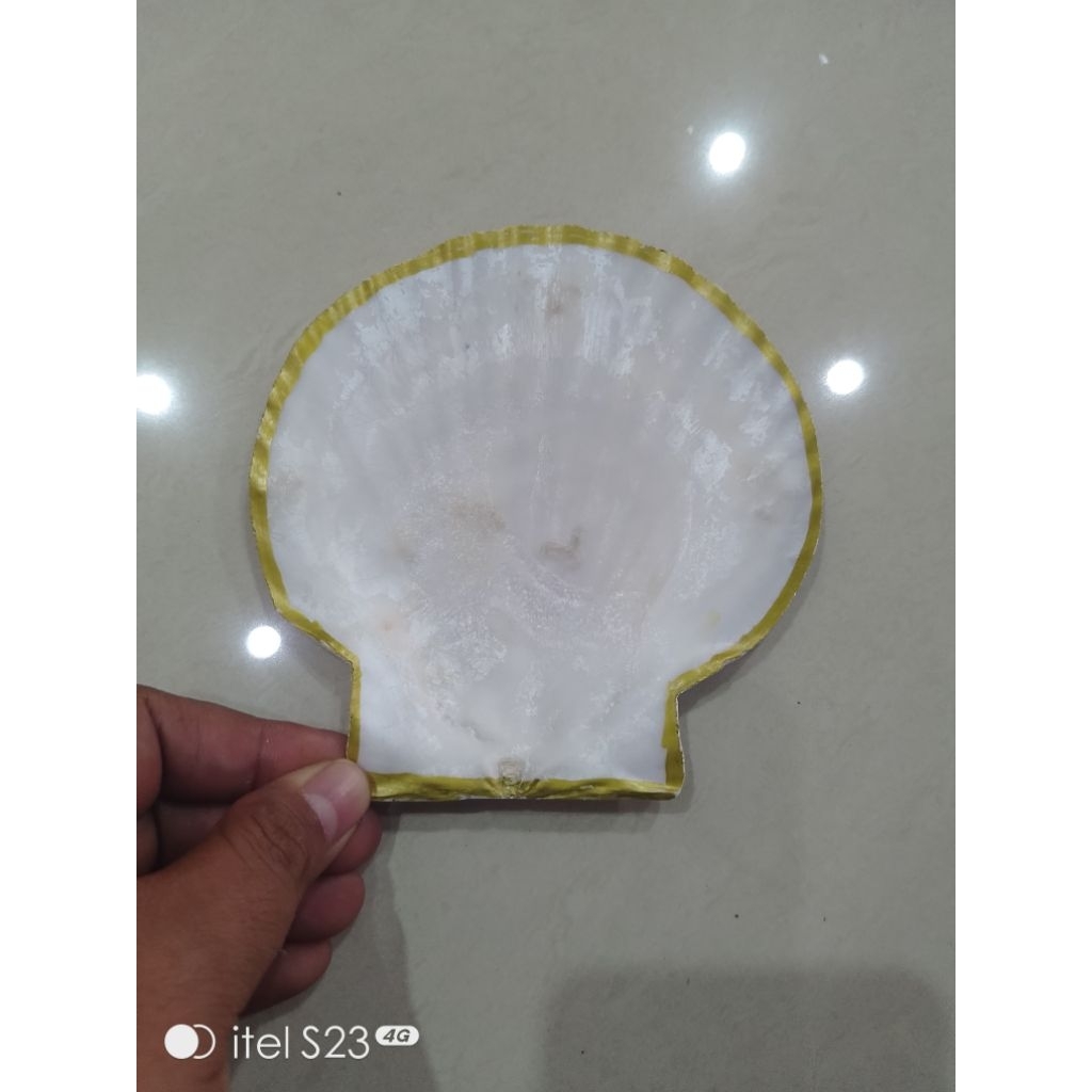 kerang kipas jumbo bersih wadah perhiasan  BUKAN PLASTIK