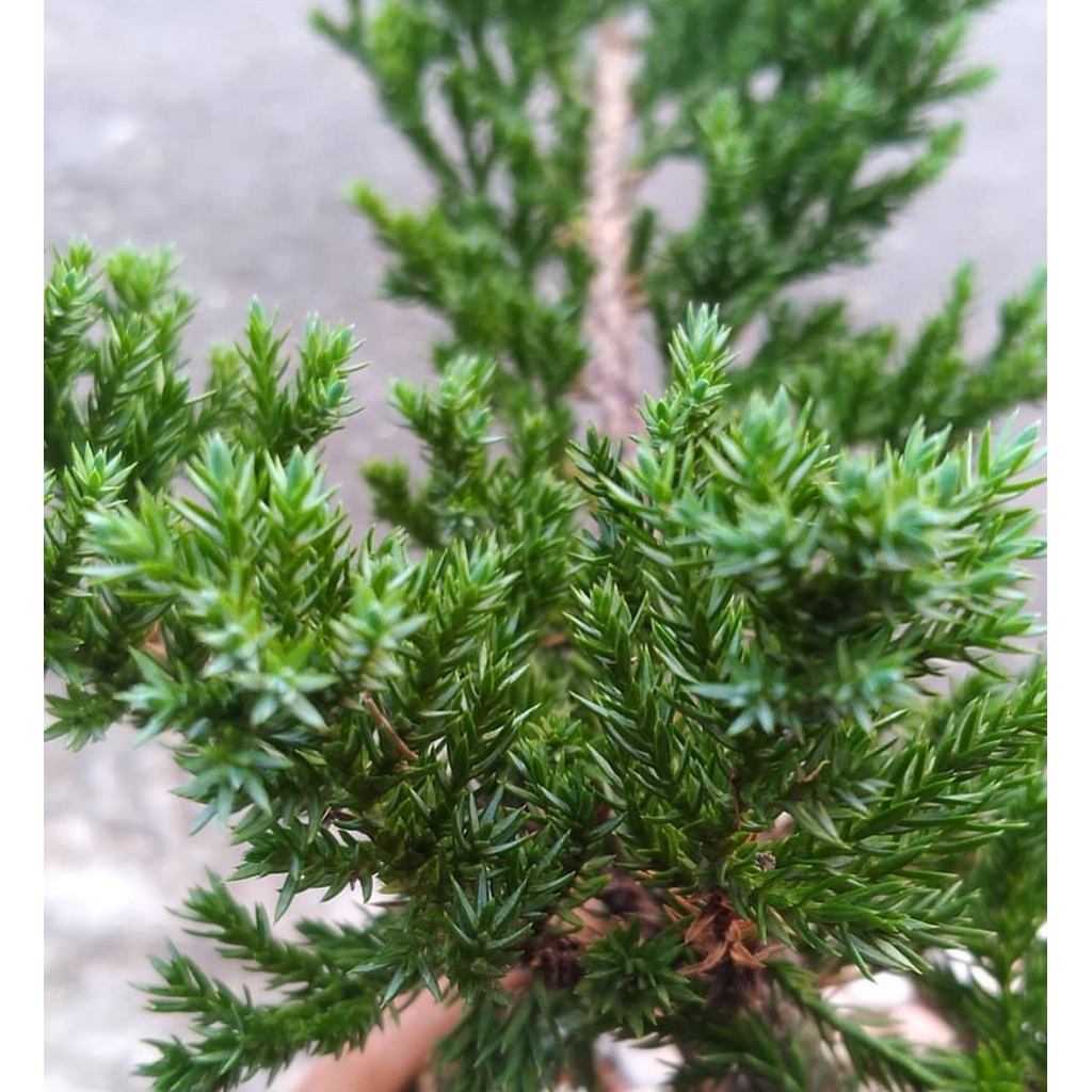 Tanaman Cemara buaya / cemara bajol bahan bonsai tanaman bonsai bahan