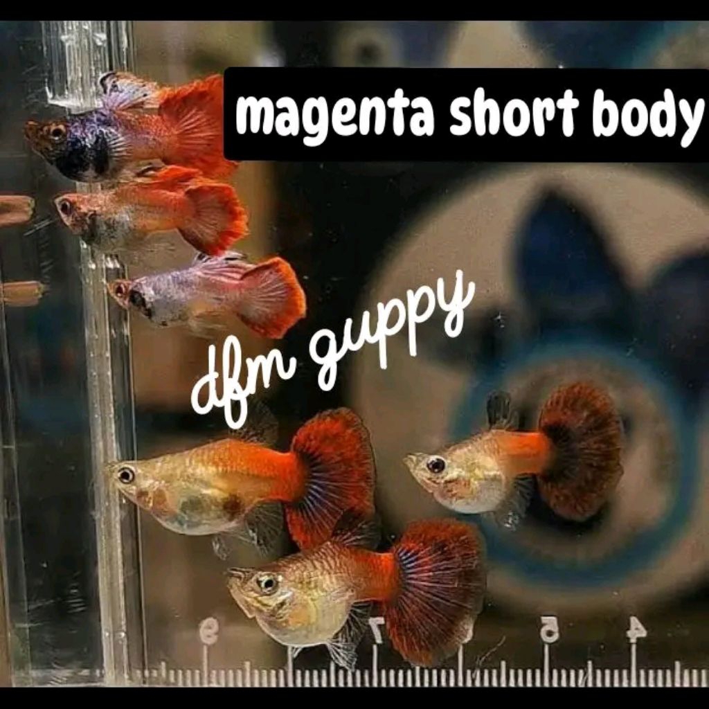 guppy magenta short body