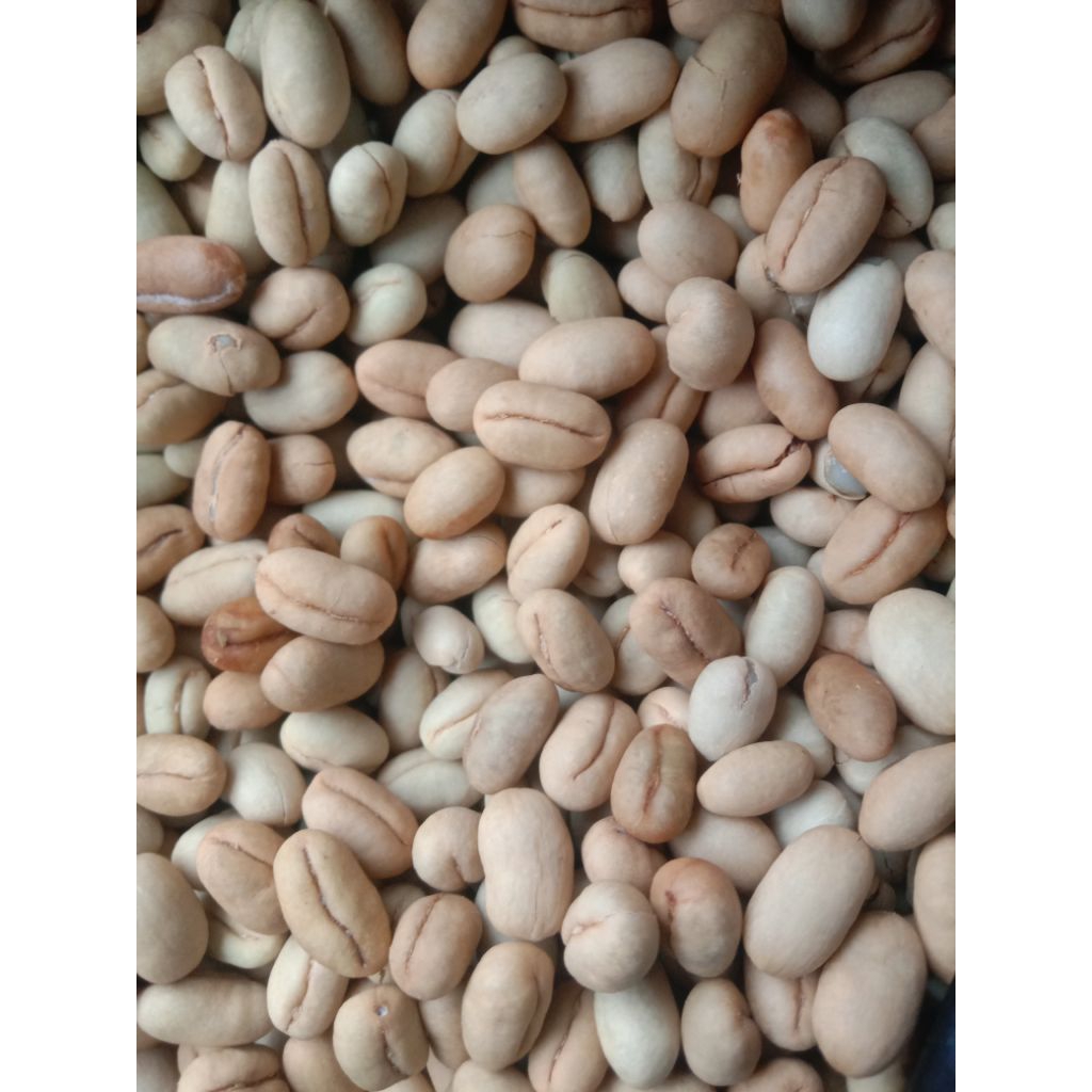 gabah kopi arabika lanang setengah kering 1 kg