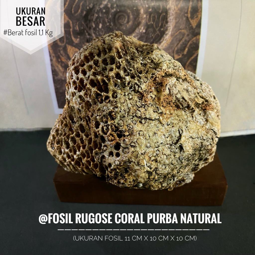 Fosil Coral Rugose Purba Natural C20 atau Fosil Bunga Karang atau Fosil Tumbuhan Laut atau Fosil Cre