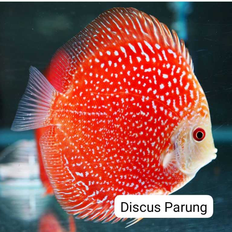 discus 1inch - red ruby