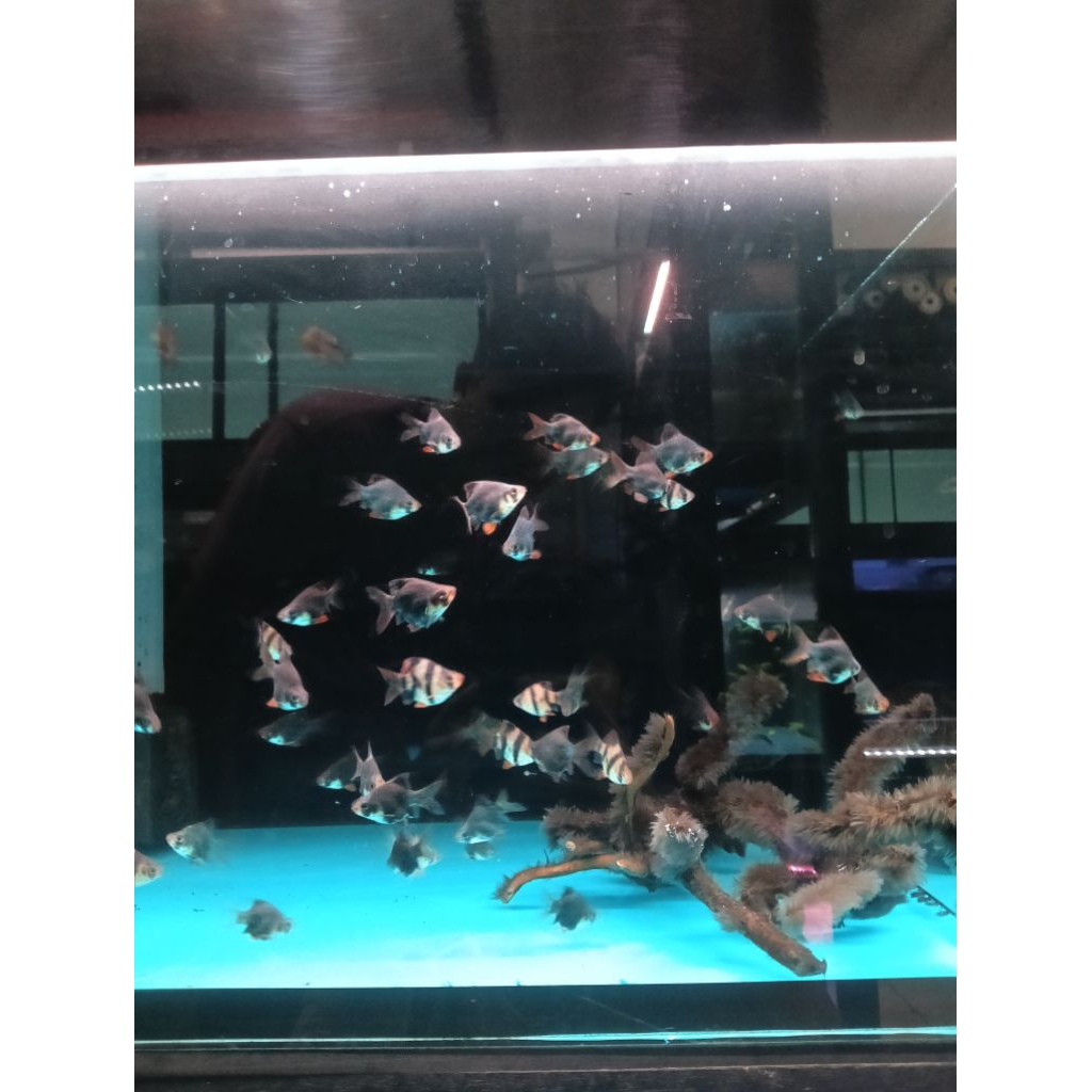 Sumatra Green Balon/Sumatra Belang (SB) (Max 10Ekor)(Khusus Gojek)