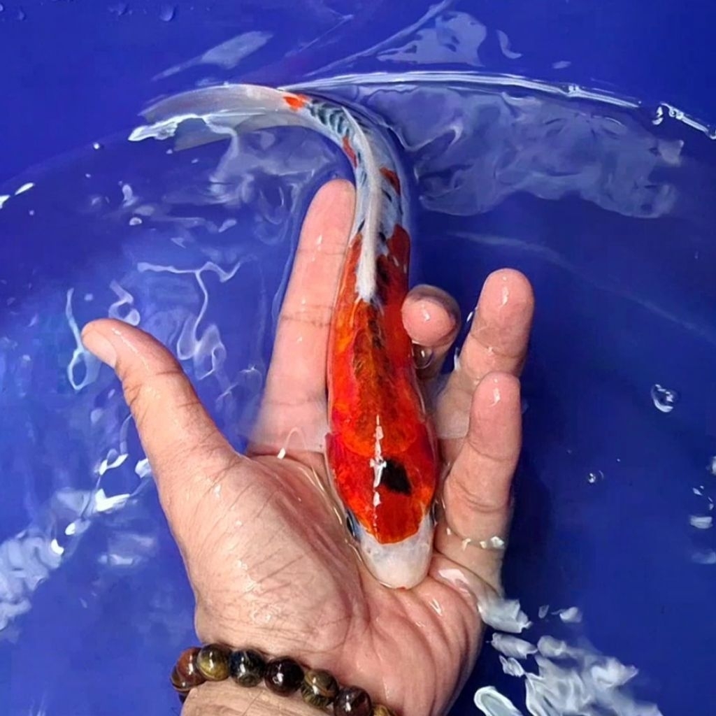 Ikan Koi Blitar Jenis Sanke / Rumah Koi Jakarta / kode 004