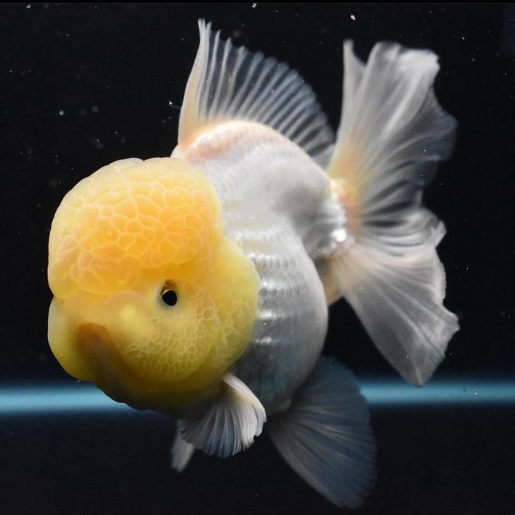 Ikan Hias Koki Oranda Putih Isi 6 perhiasan aquarium cantik