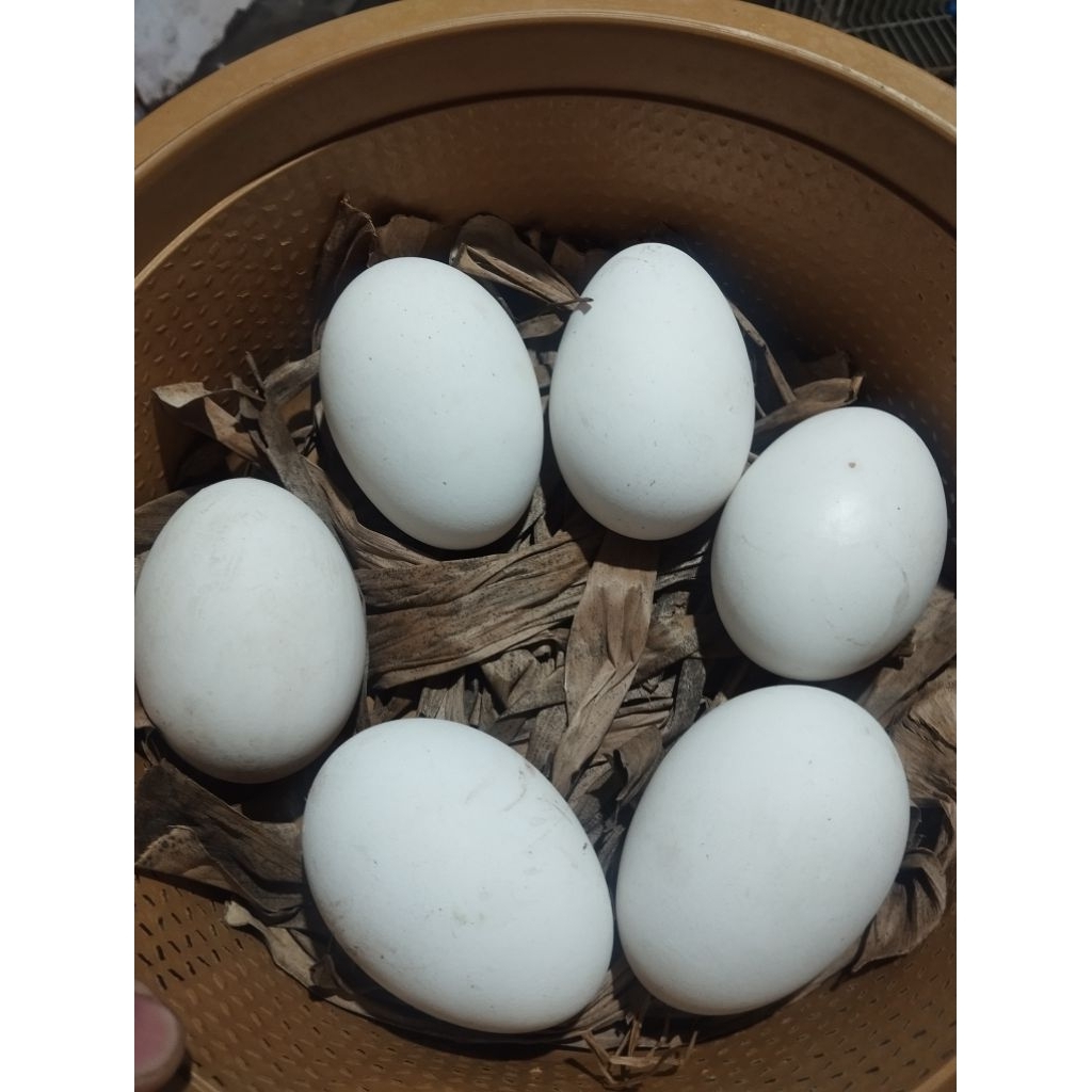 telur angsa fresh telur angsa baru telur angsa konsumsi telur soang fresh telur soang konsumsi telur