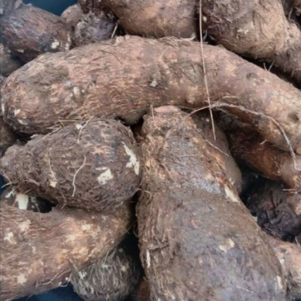 Promo Talas Kimpul / Umbi Talas Kimpul , Empuk / 1Kg