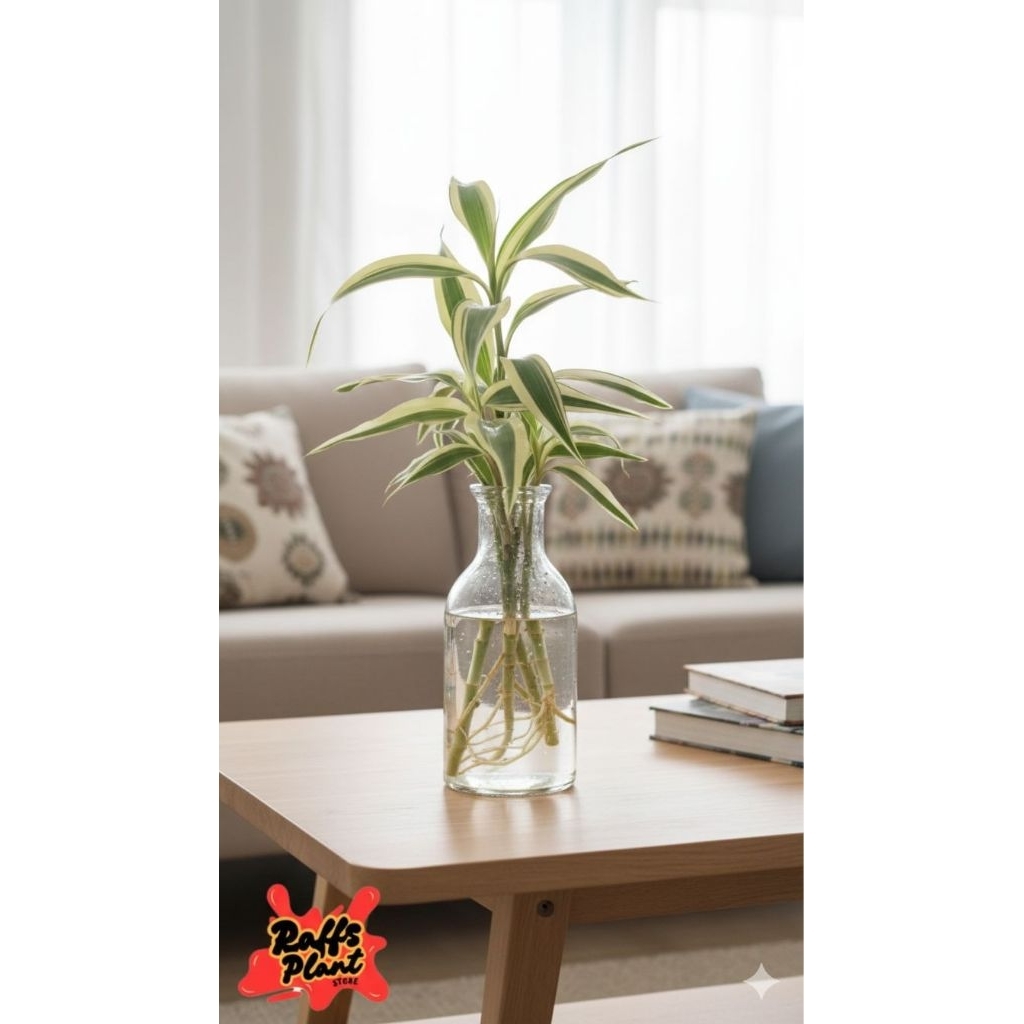 Tanaman media air bambu hoki varigata putih - tanaman bambu hoki varigata putih - bambu hoki sri rez
