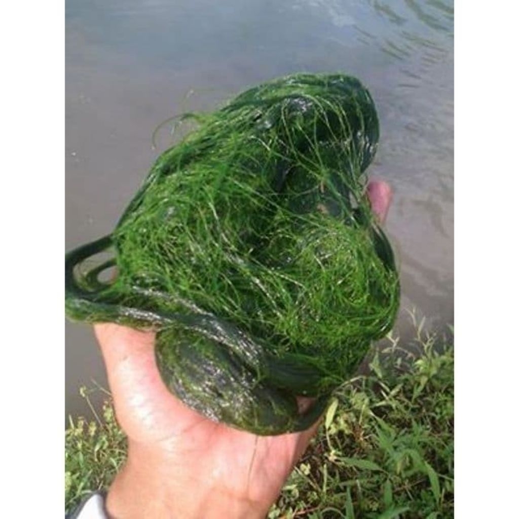 Lumut ikan umpan mancing lumut hidup umpan ikan 250gram