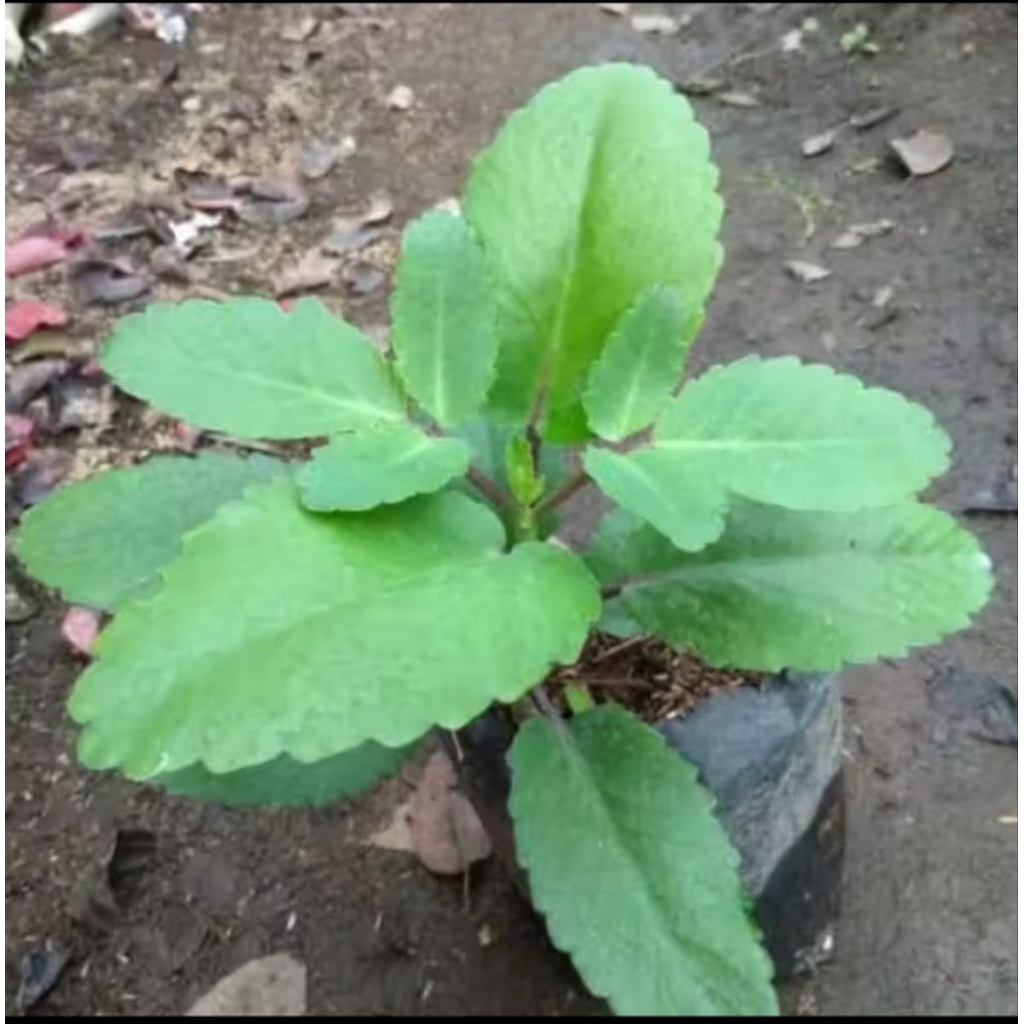 Tanaman cocor bebek- tanaman herbal cocor bebek