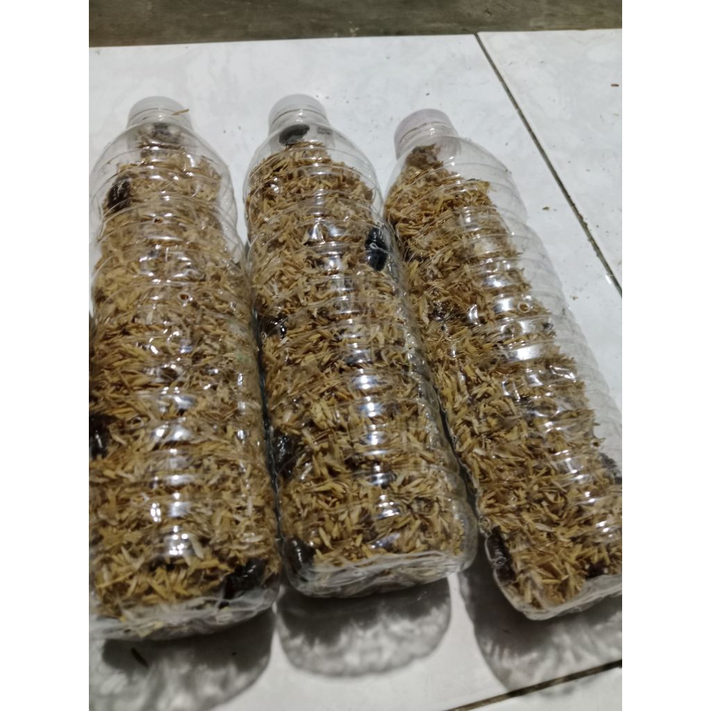 umpan Galatama kecoa batu untuk ikan lele dan bawal