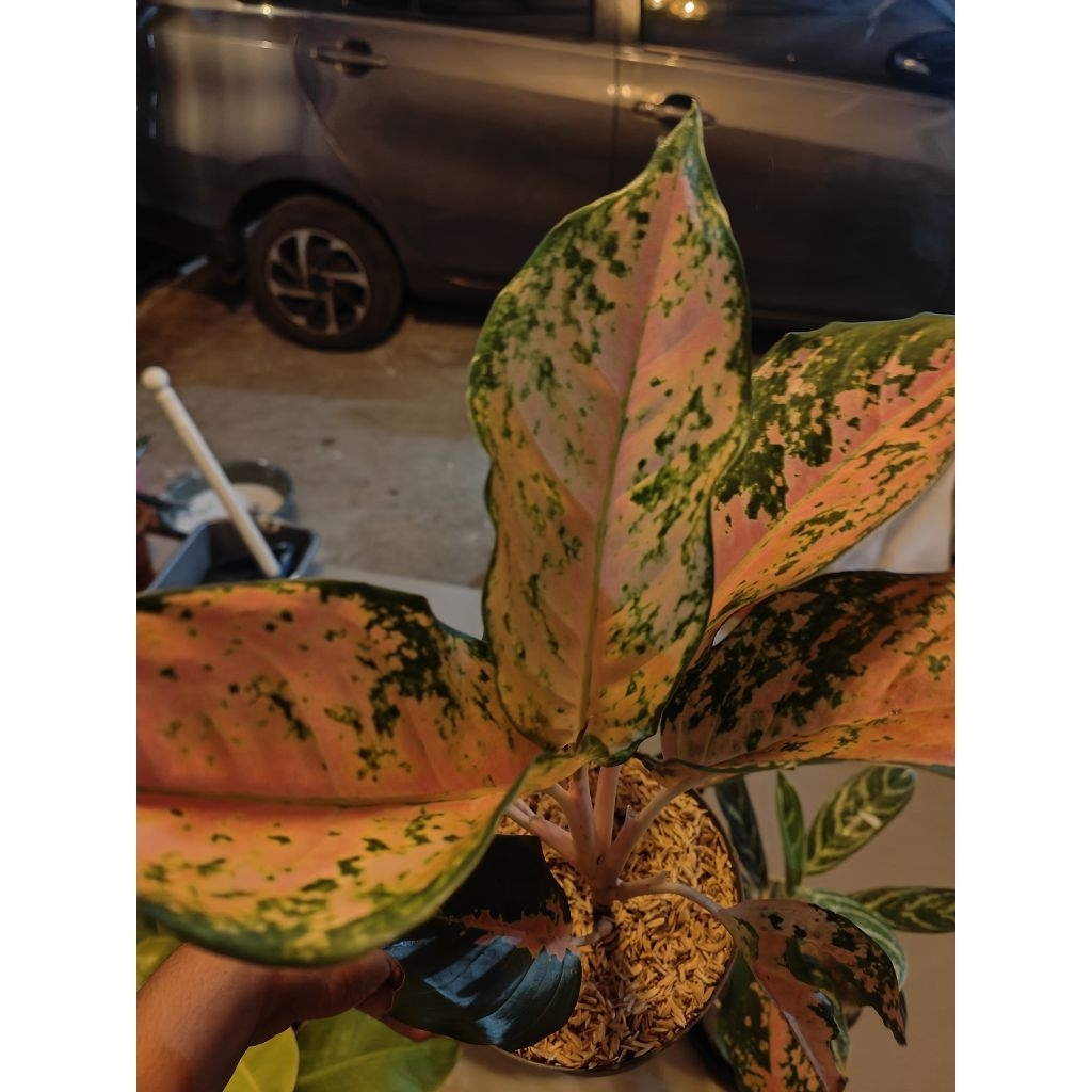 aglonema kochin tembaga besar