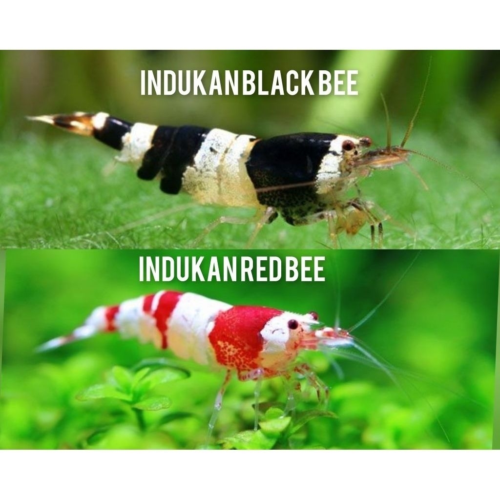 Hiasan Aquarium Indukan Udang hias Red bee And Black bee Dekorasi aquascape