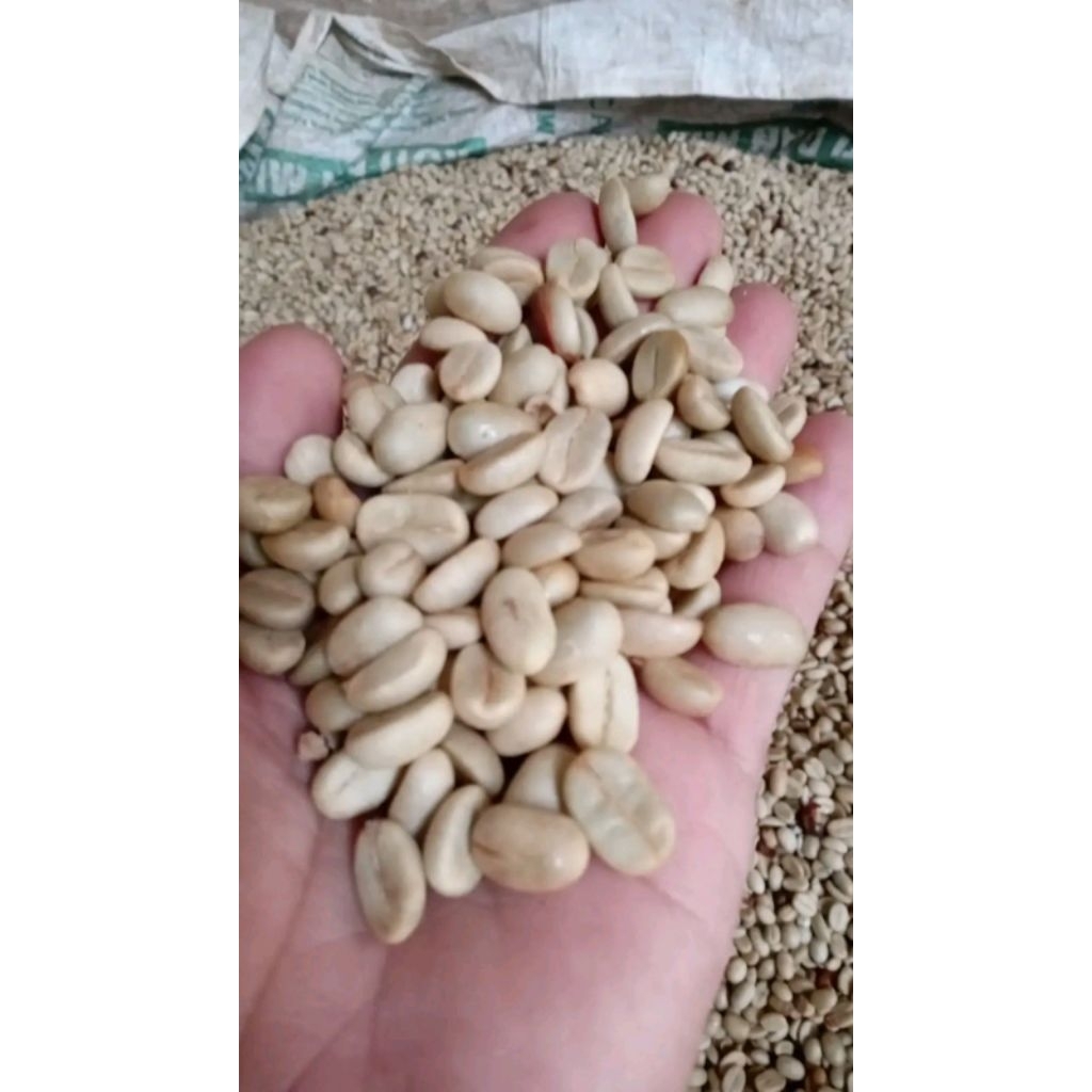 semai bibit kopi/gabah kopi arabica ateng asli Garut papandayan