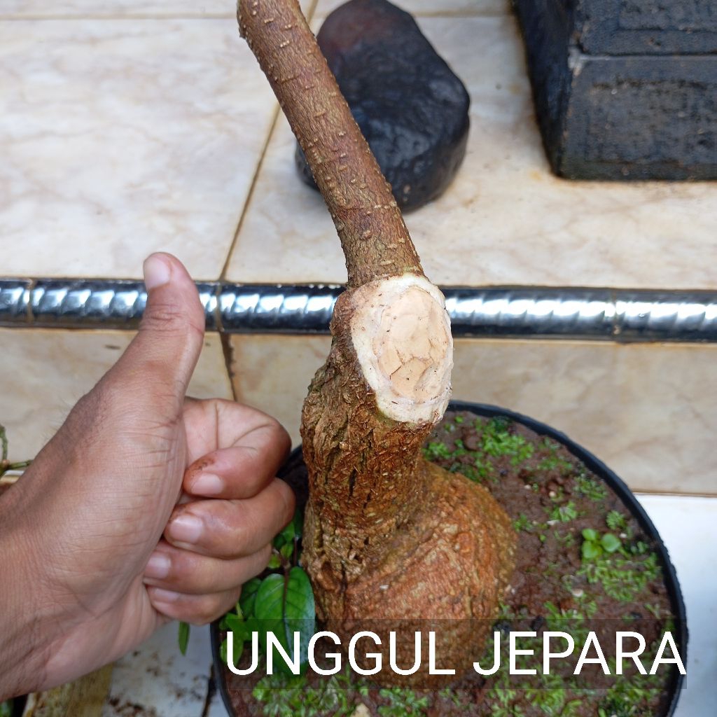 BONSAI BONGGOL MENTAOS