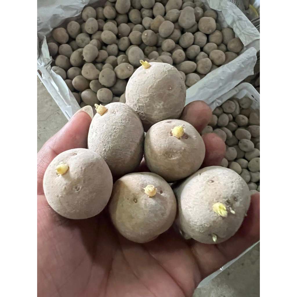 BIBIT KENTANG GRANOLA L BERSERTIFIKAT BENIH POTATO G 2