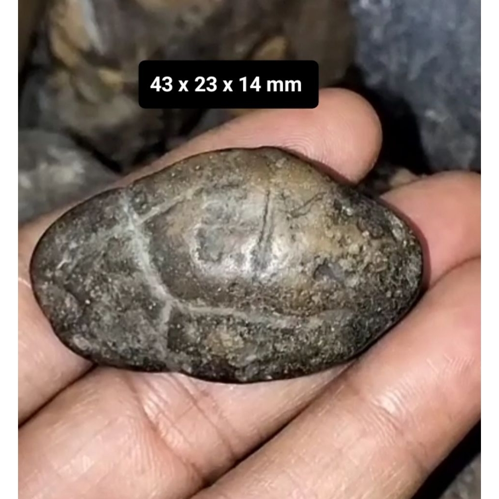 Batu akik Kijing Bungkem asli alam