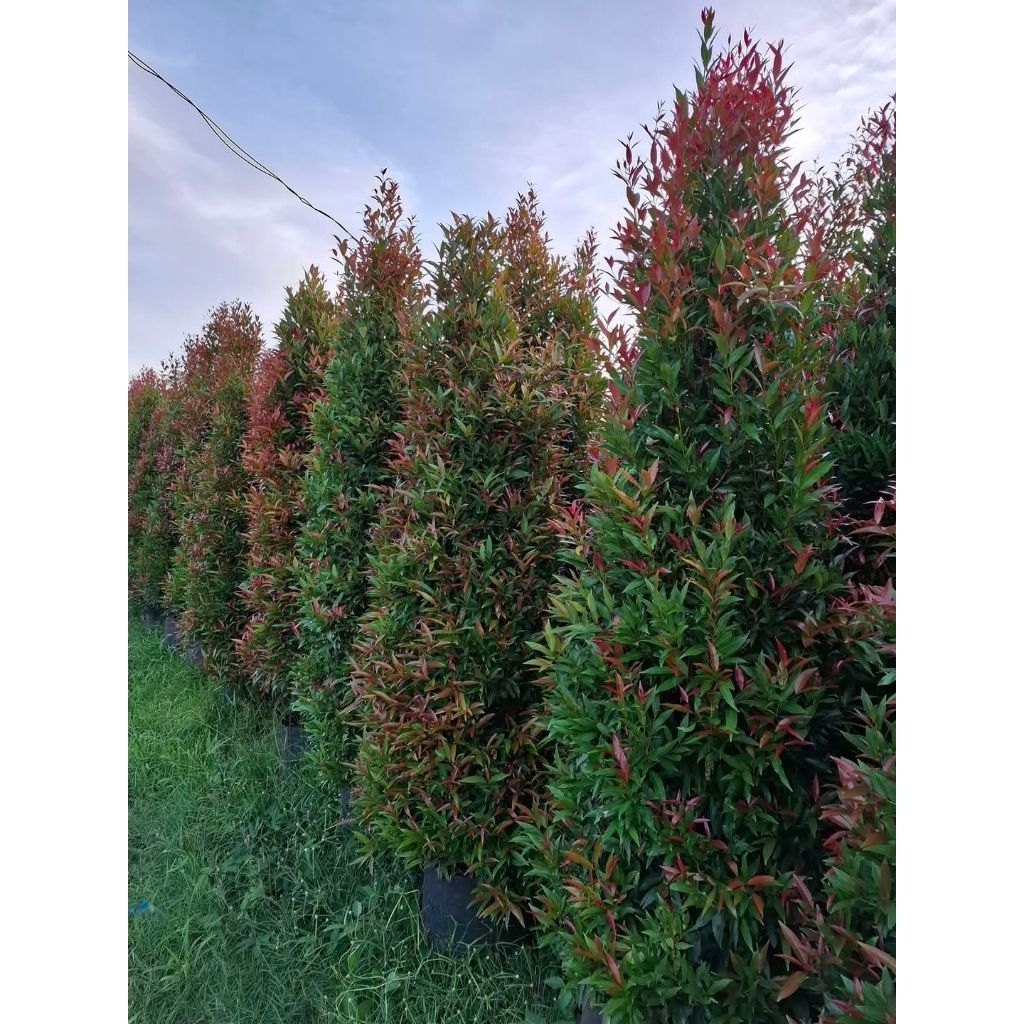 pohon pucuk merah tinggi 2 meter