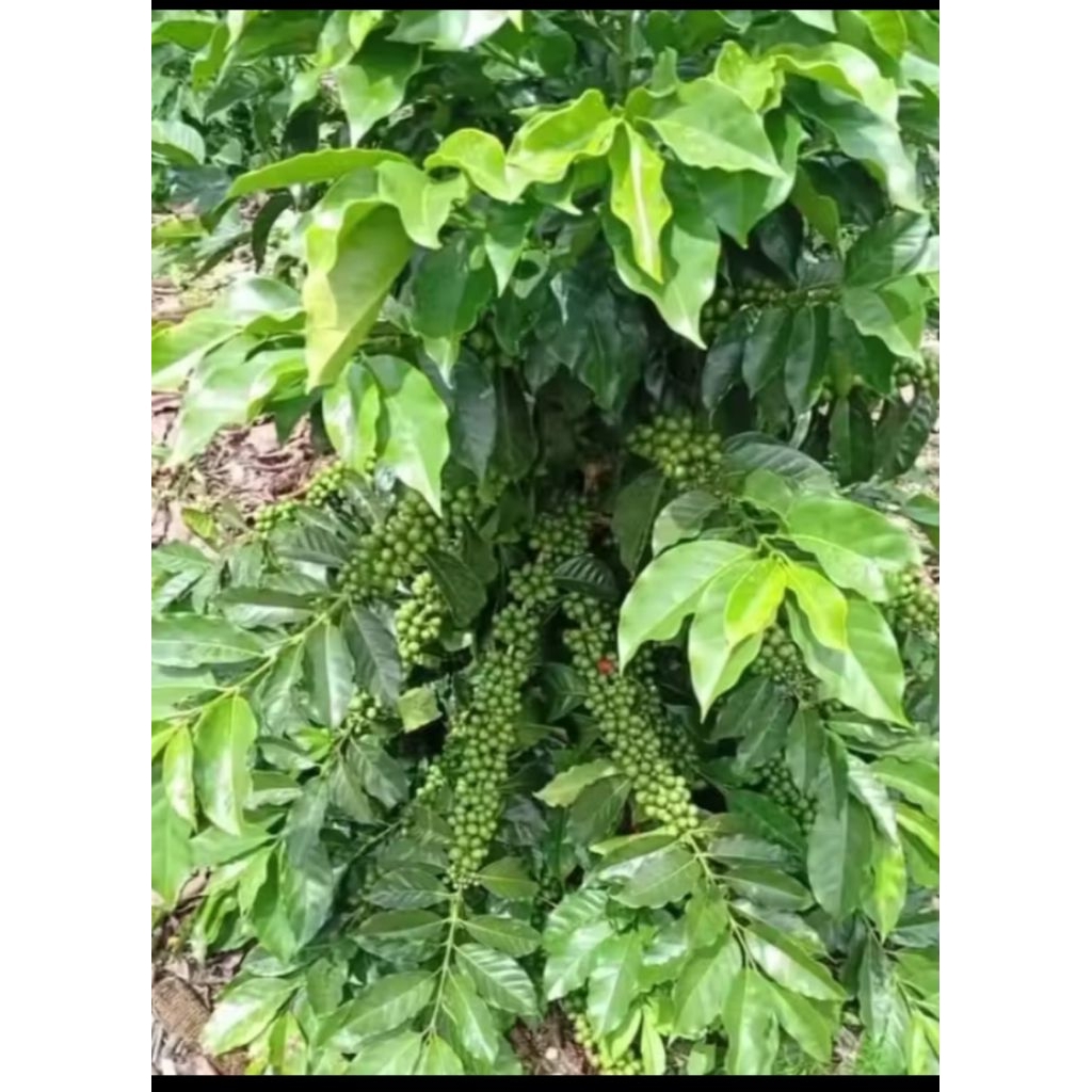 Bibit Kopi Robusta pres per ikat 100 tangkal