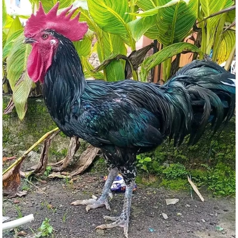 TELUR AYAM PELUNG JUMBO  UNTUK DITETASKAN
