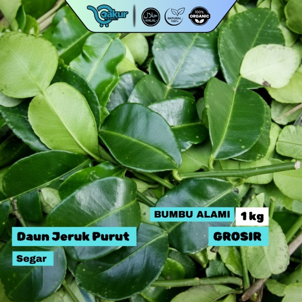 GROSIR - 1 Kg Daun Jeruk Purut Segar Wangi Alami Hijau Pilihan Bumbu Dapur