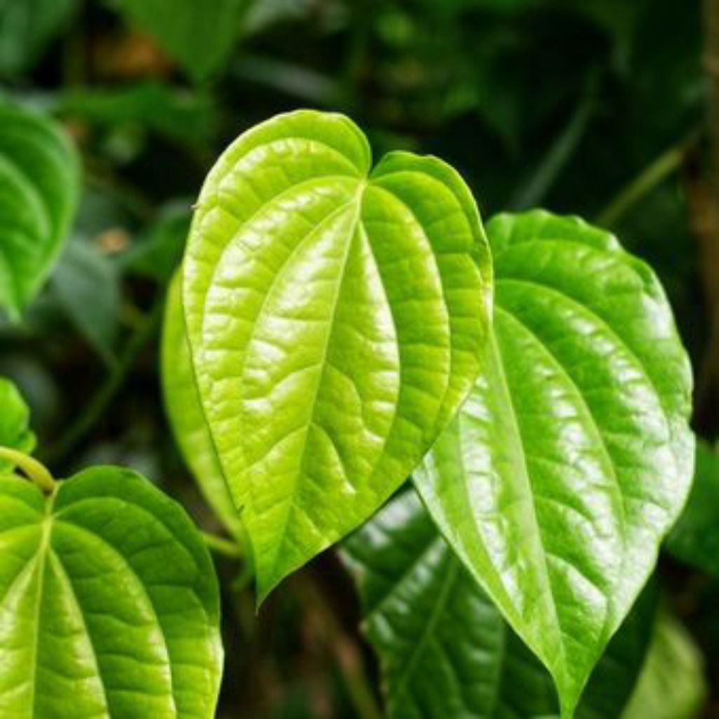 Bibit Tanaman Lada perdu Termurah ,Bibit tanaman stek lada perdu