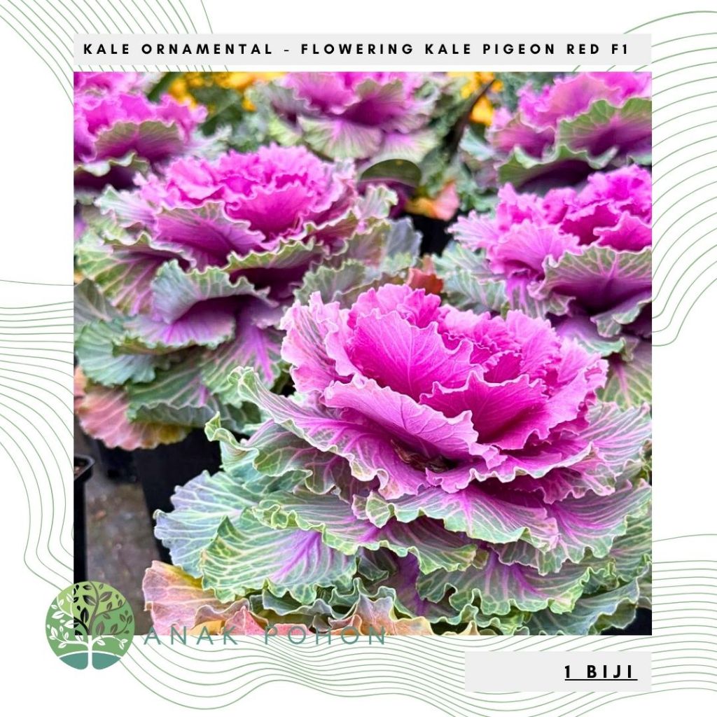 Benih Bibit Biji - Flowering Kale Pigeon Red F1 Kale Ornamental Seeds - IMPORT