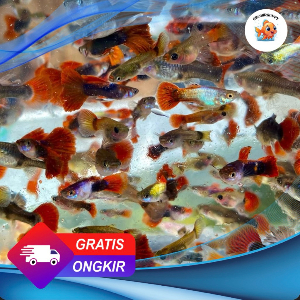 PEMBERSIH KACA PAKET HEMAT 10 EKOR CENDOLAN GUPPY MERAH JANTAN DAN BETINA