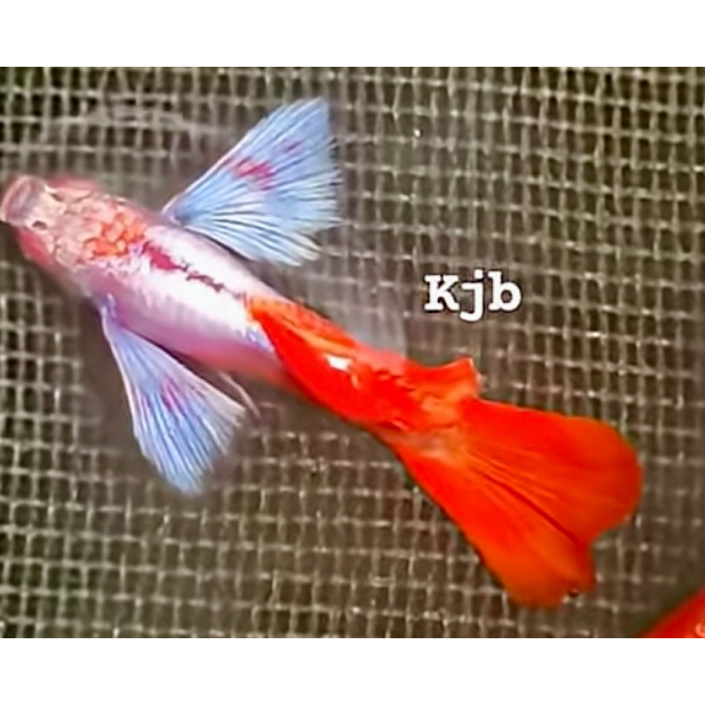 Pembersih lantai albino prtde