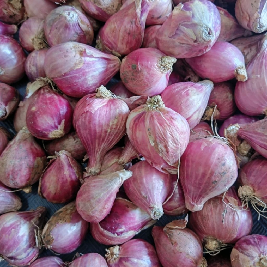 BAWANG MERAH LOKAL UKURAN SEDANG BESAR
