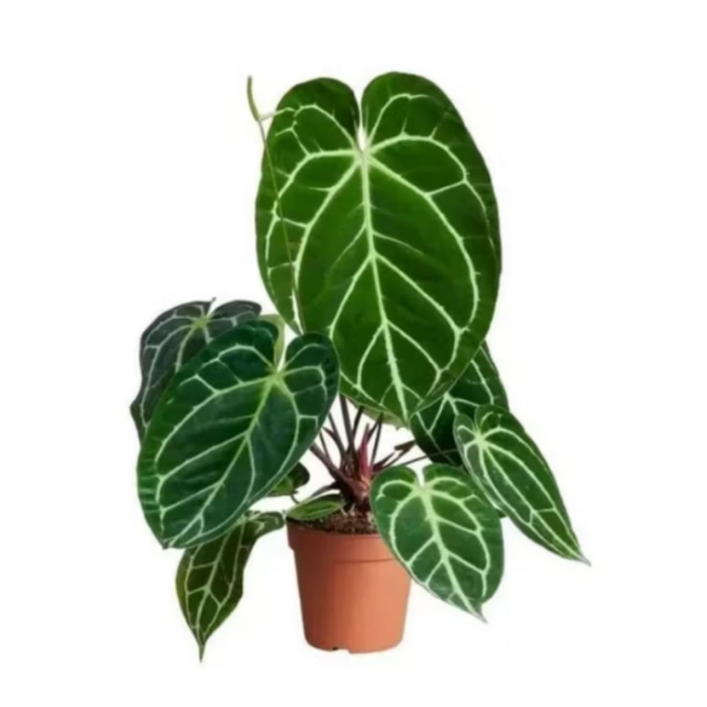 tanaman hias kuping gajah daun lebar