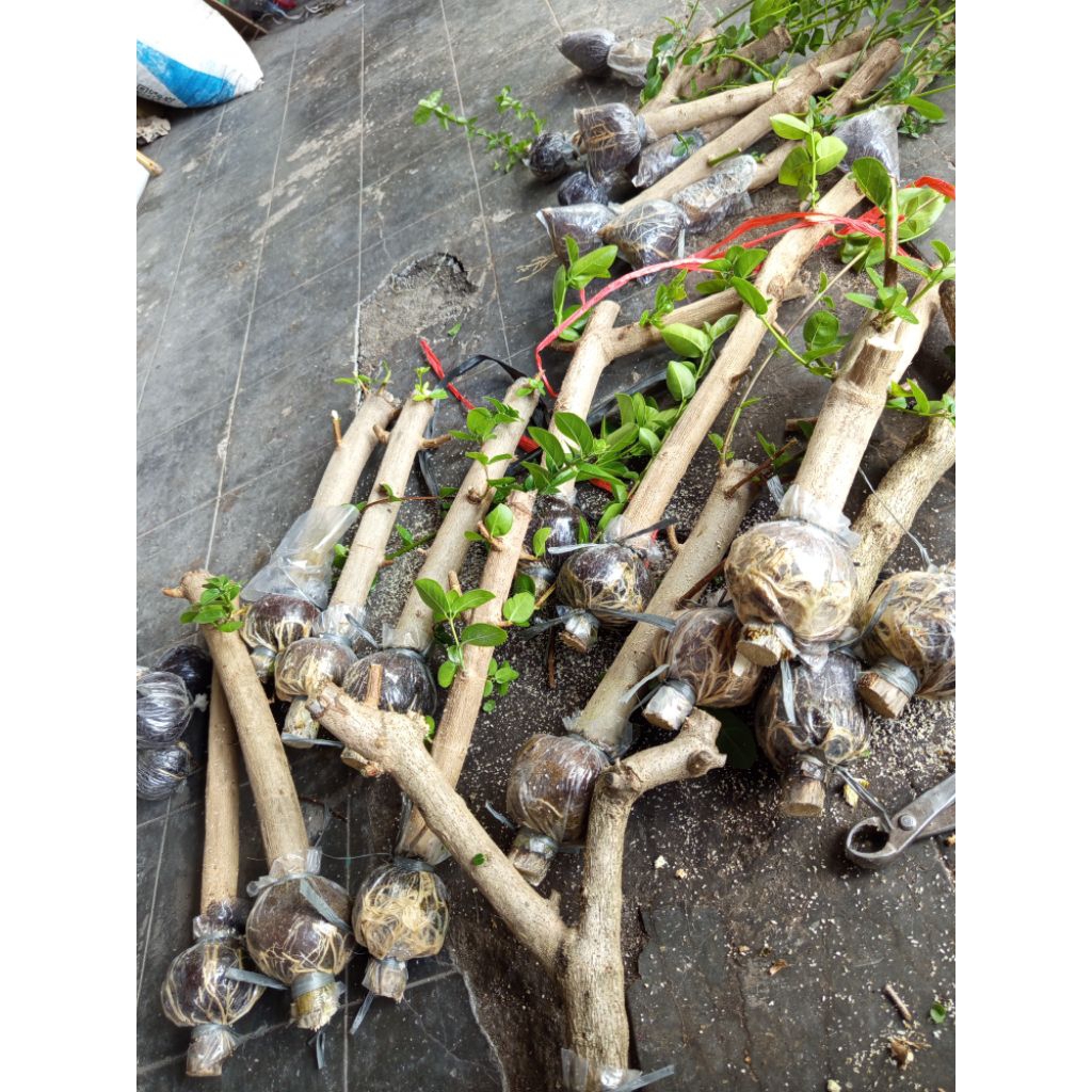 Sancang Hasil Cangkok