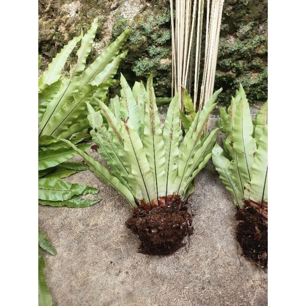 Tanaman kadaka jumbo/Kadaka Tempel