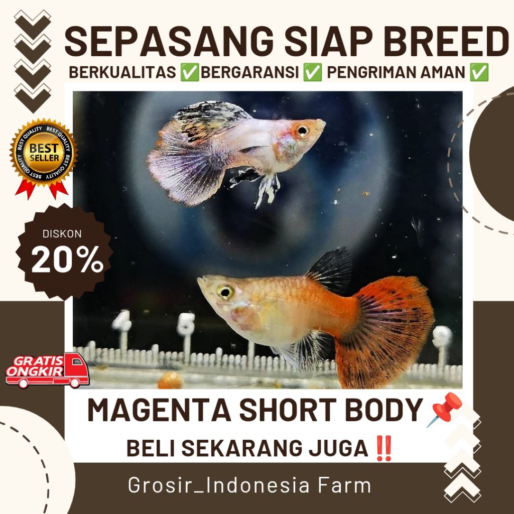 Hiasan Aquarium Guppy Magenta Short Body
