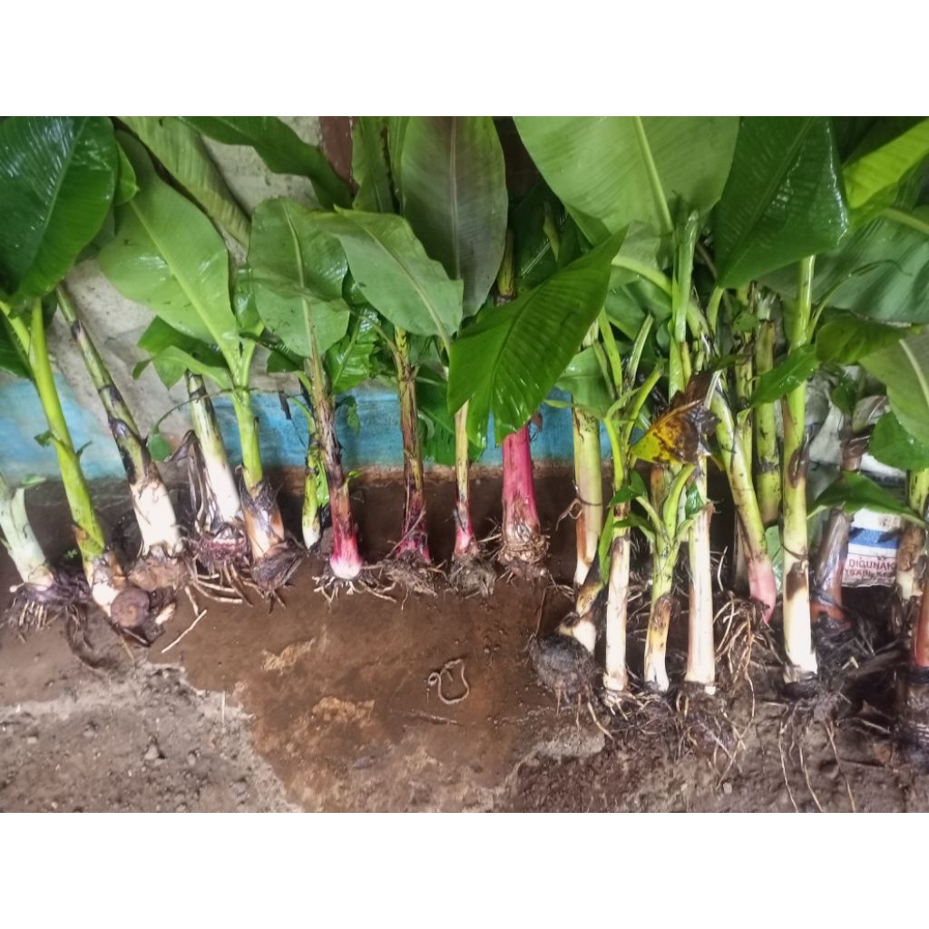 Bibit Pisang Tanduk KUALITAS SUPER - Bibit Bonggol Pisang Tanduk Terjamin