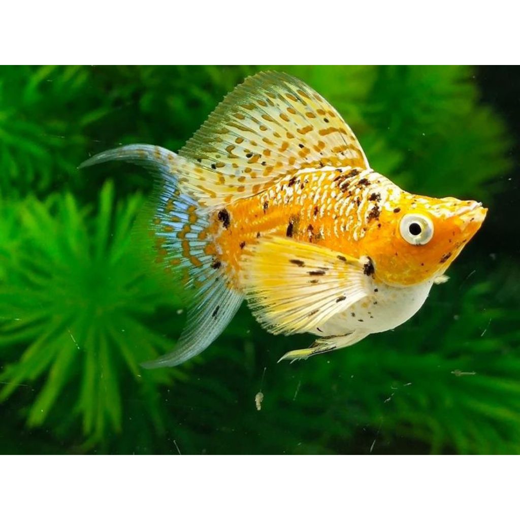 ikan molly multicolor lyretail sepasang
