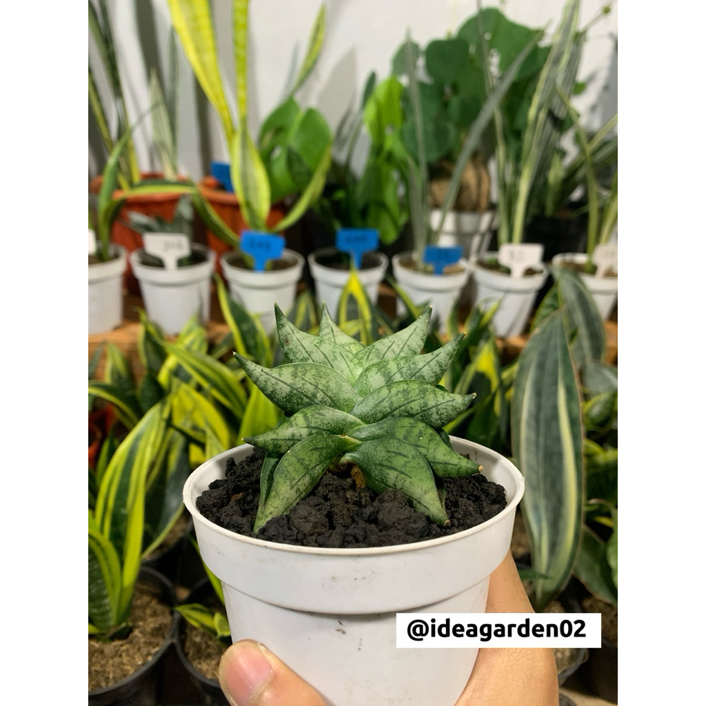 Sansevieria Hybrid Boncel New Clone/Bonji Ukuran Pot 10cm